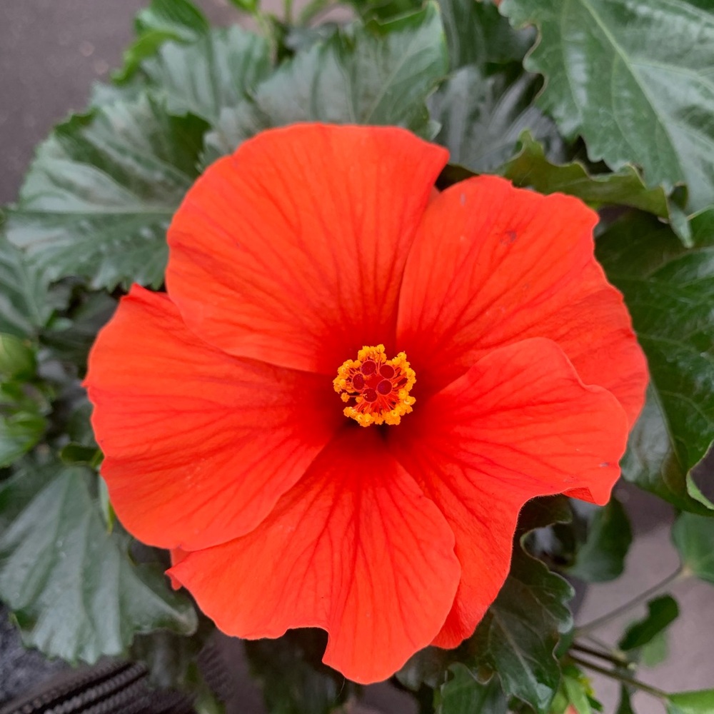 Vibrant Red Hibiscus Plant